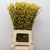 Salix Snow Flake Klb Yellow