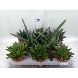 Aloe   ...mix