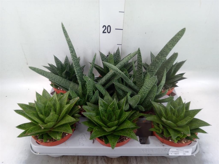 <h4>Aloe   ...mix</h4>