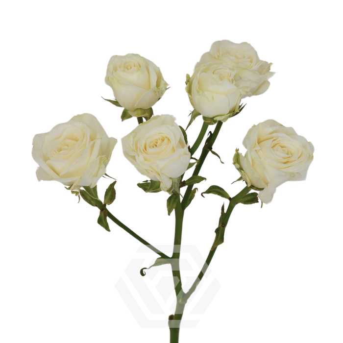 R TR SWEET DREAMS Tessa