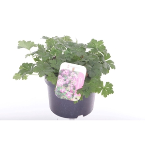 Geranium cant. Cambridge
