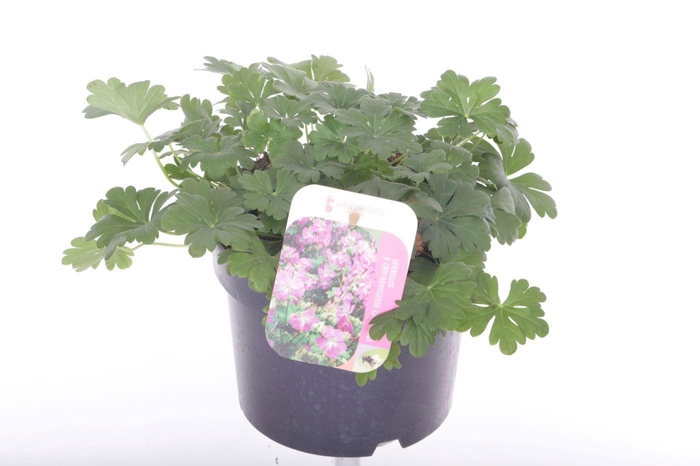 <h4>Geranium cant. Cambridge</h4>