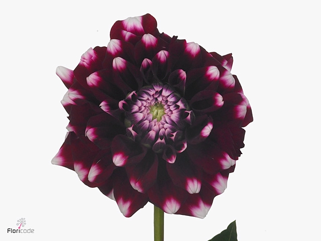 Dahlia Quinty