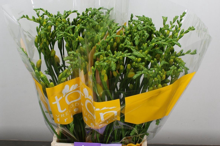 <h4>Freesia DU 'Soleil'</h4>