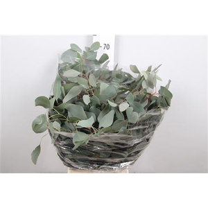 Euc Populus Leaf Extra 300gr