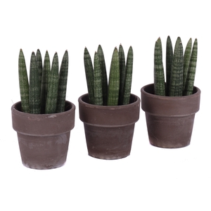 Sansevieria 8,5 cm cylindrica spike in grijze terracotta pot