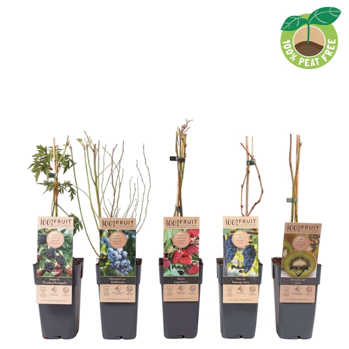 <h4>Fruitbomen overig</h4>