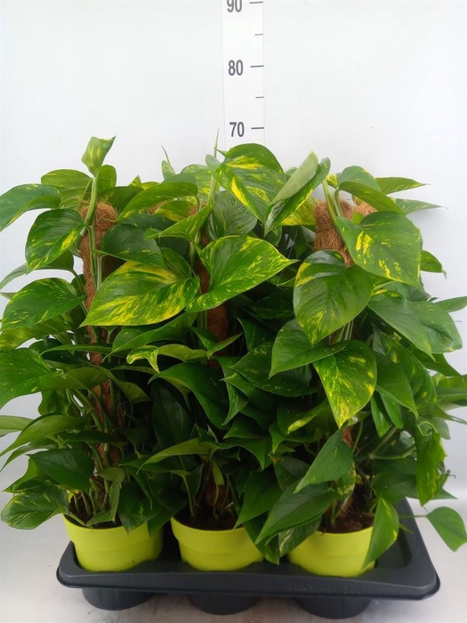<h4>Epipremnum pinn.   ...moss stick</h4>