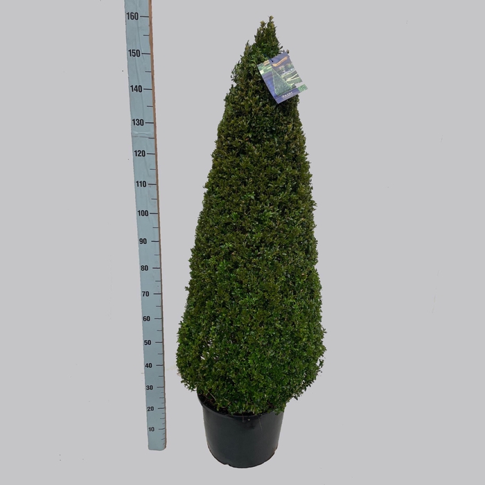 <h4>Buxus overig</h4>