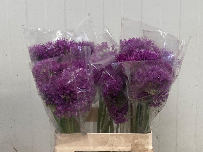 <h4>ALLIUM PURPLE SENS</h4>