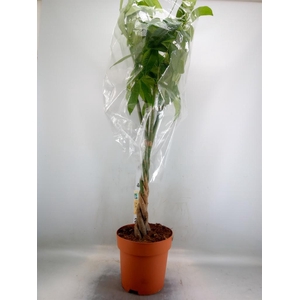Pachira aquatica
