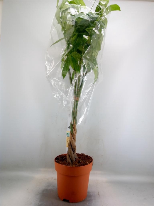 <h4>Pachira aquatica</h4>