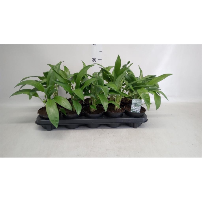 <h4>Allium ursinum</h4>