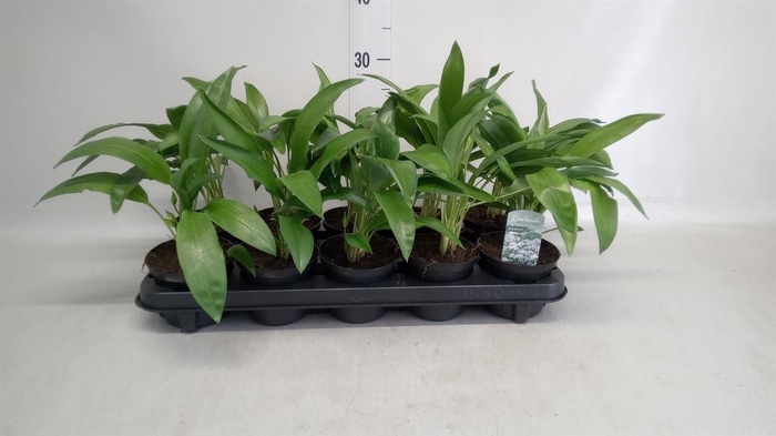 <h4>Allium ursinum</h4>