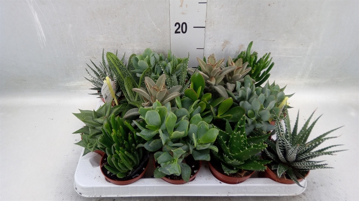 <h4>Crassula   ...mix</h4>