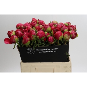 Paeonia Command Performance