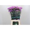 Dianthus St Florigene Moonaqua