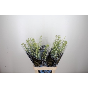 Delphinium El Overig