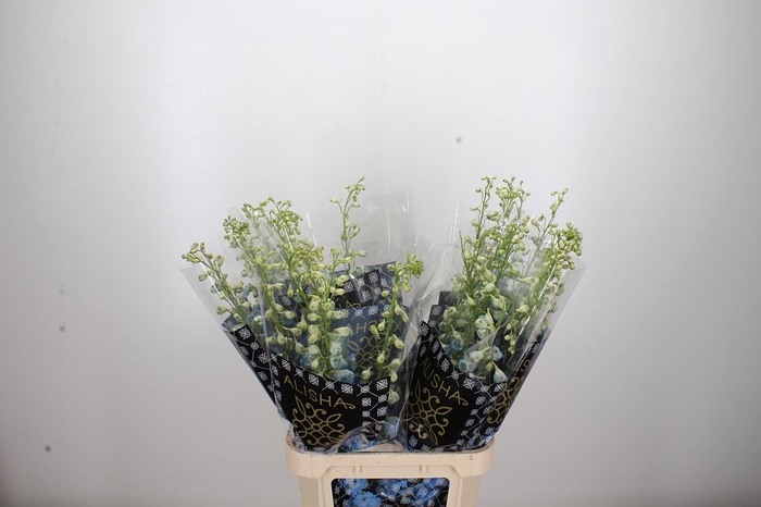 <h4>Delphinium El Overig</h4>