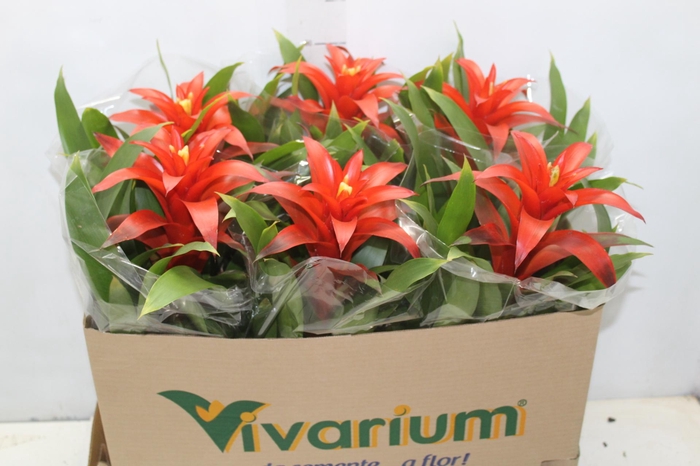 <h4>GUZM. LARANJA P14</h4>