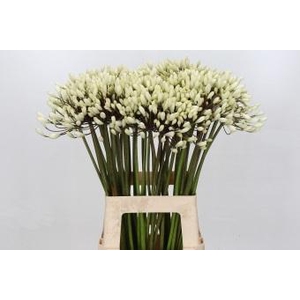 Agapanthus Barcelona