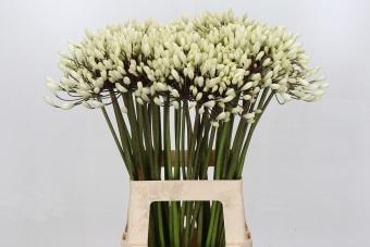 <h4>Agapanthus Barcelona</h4>