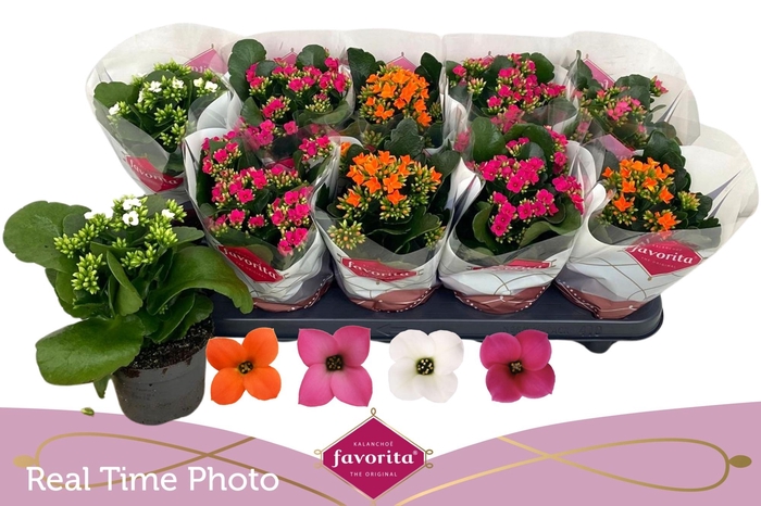 <h4>KAL EN GEM 4 KL</h4>