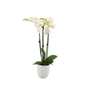 Hugo White Phal Wit 3T18+