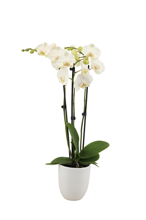 <h4>Hugo White Phal Wit 3T18+</h4>
