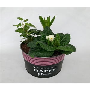 Primula Happy Zink rond Prim + Hyacint + Hedera