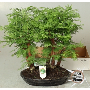 BONSAI OV