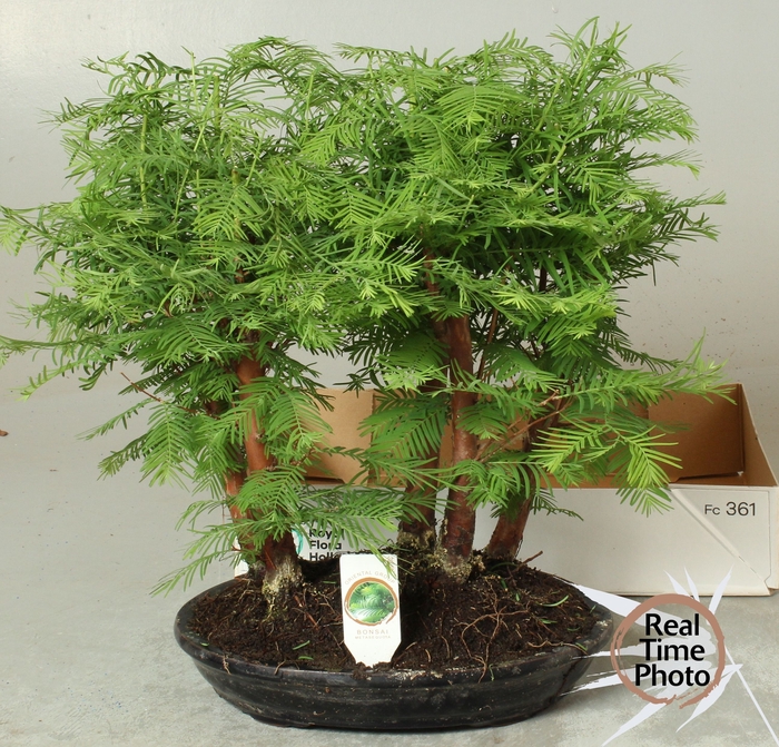 <h4>BONSAI OV</h4>