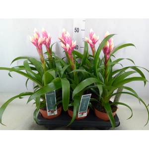 Guzmania  'Candy'