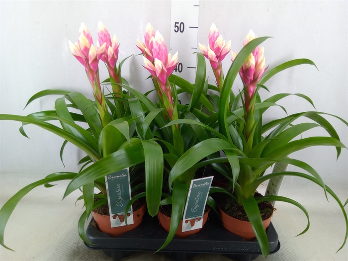 <h4>Guzmania  'Candy'</h4>