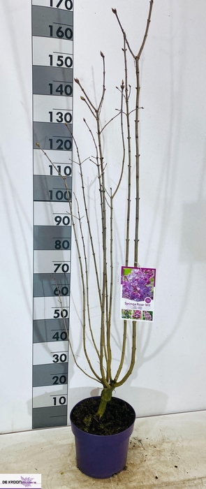 <h4>SYRI VULGARIS</h4>