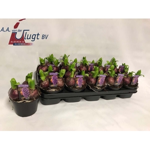 Hyacinthus orie. 'Pearl Blue'