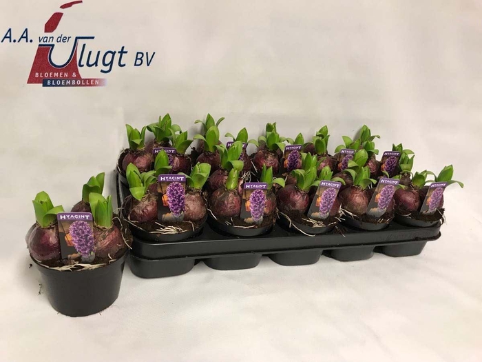 <h4>Hyacinthus orie. 'Pearl Blue'</h4>