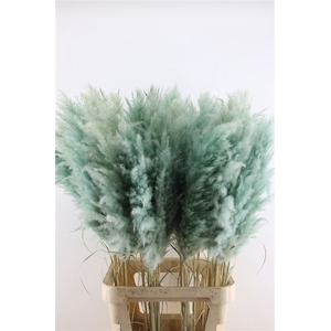 Cortaderia Super Mint Green