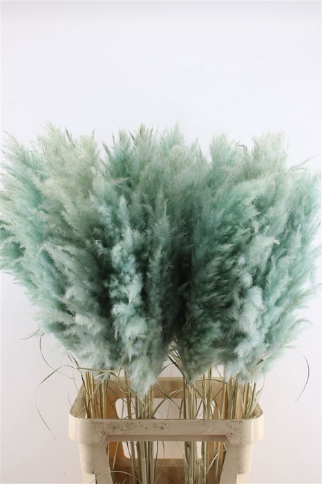 <h4>Cortaderia Super Mint Green</h4>