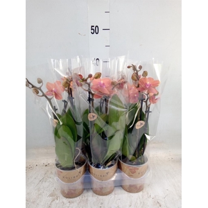 Phalaenopsis multi. 'Ant Bolzano'