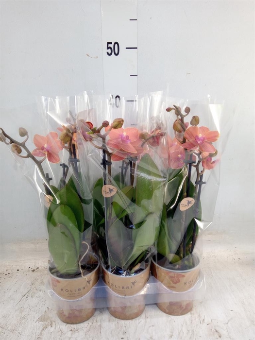 <h4>Phalaenopsis multi. 'Ant Bolzano'</h4>