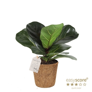 FICUS LYRATA P11 COCOZ