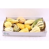 Sier Cuc P Pepo Mix X8
