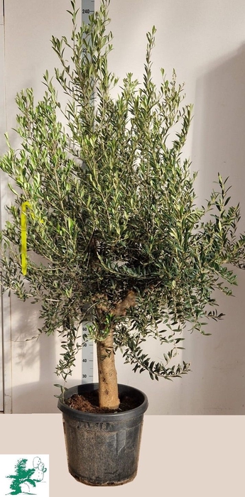 <h4>OLEA EUROPAEA</h4>