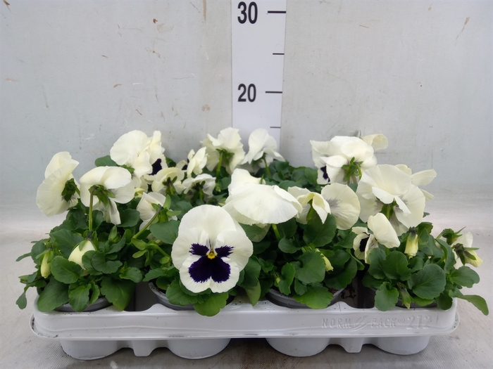 <h4>Viola wr. 'Alpha White wBlotch'</h4>