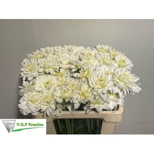 DAHL WHITE ONESTA