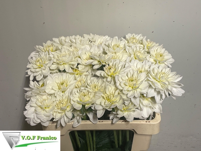 <h4>DAHL WHITE ONESTA</h4>