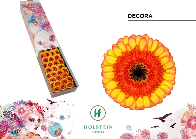 <h4>Germini Decora Doos</h4>