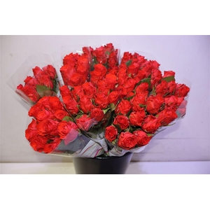 R Gr Bright Torch X10