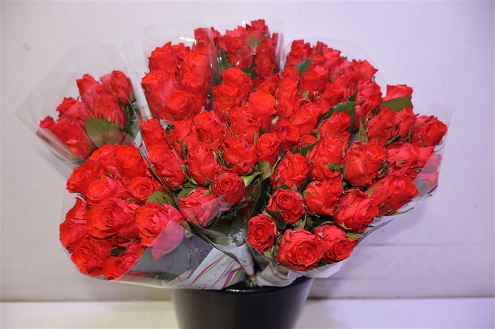 <h4>R Gr Bright Torch X10</h4>